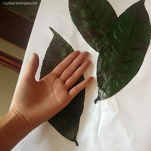 Giant Tea Leaf
