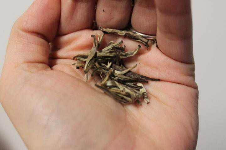 Introduction to Silver Needles also known as “white tea”