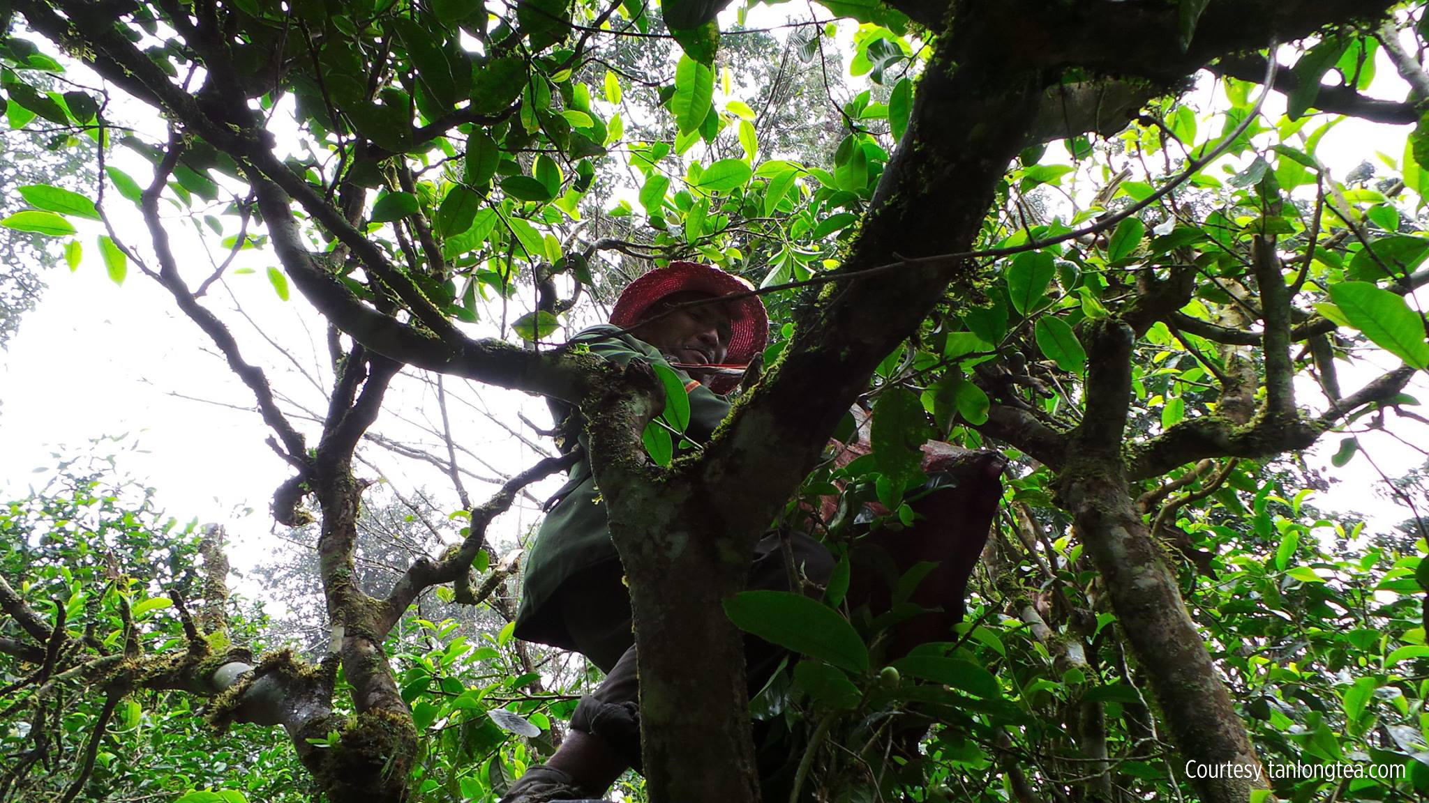 Plucking tea leaves from few hundred years old tree