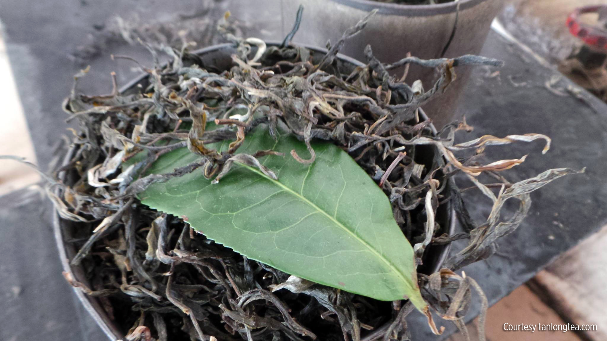 TeaLeaf
