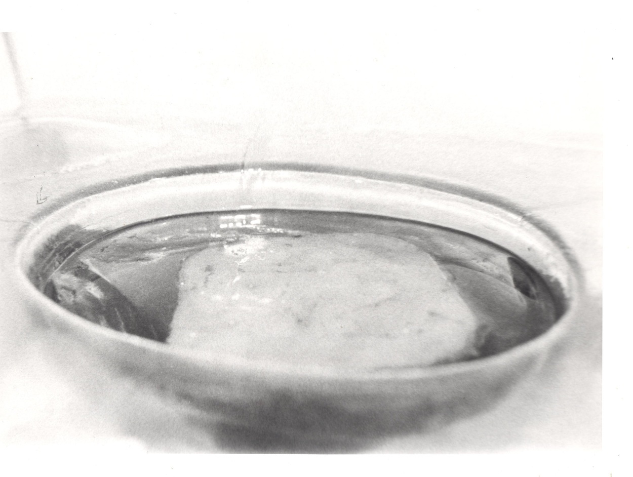Komucha in a glass sculpture