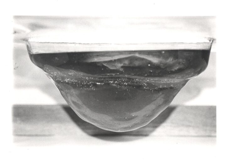 Kombucha SCOBY (Art) Experiment