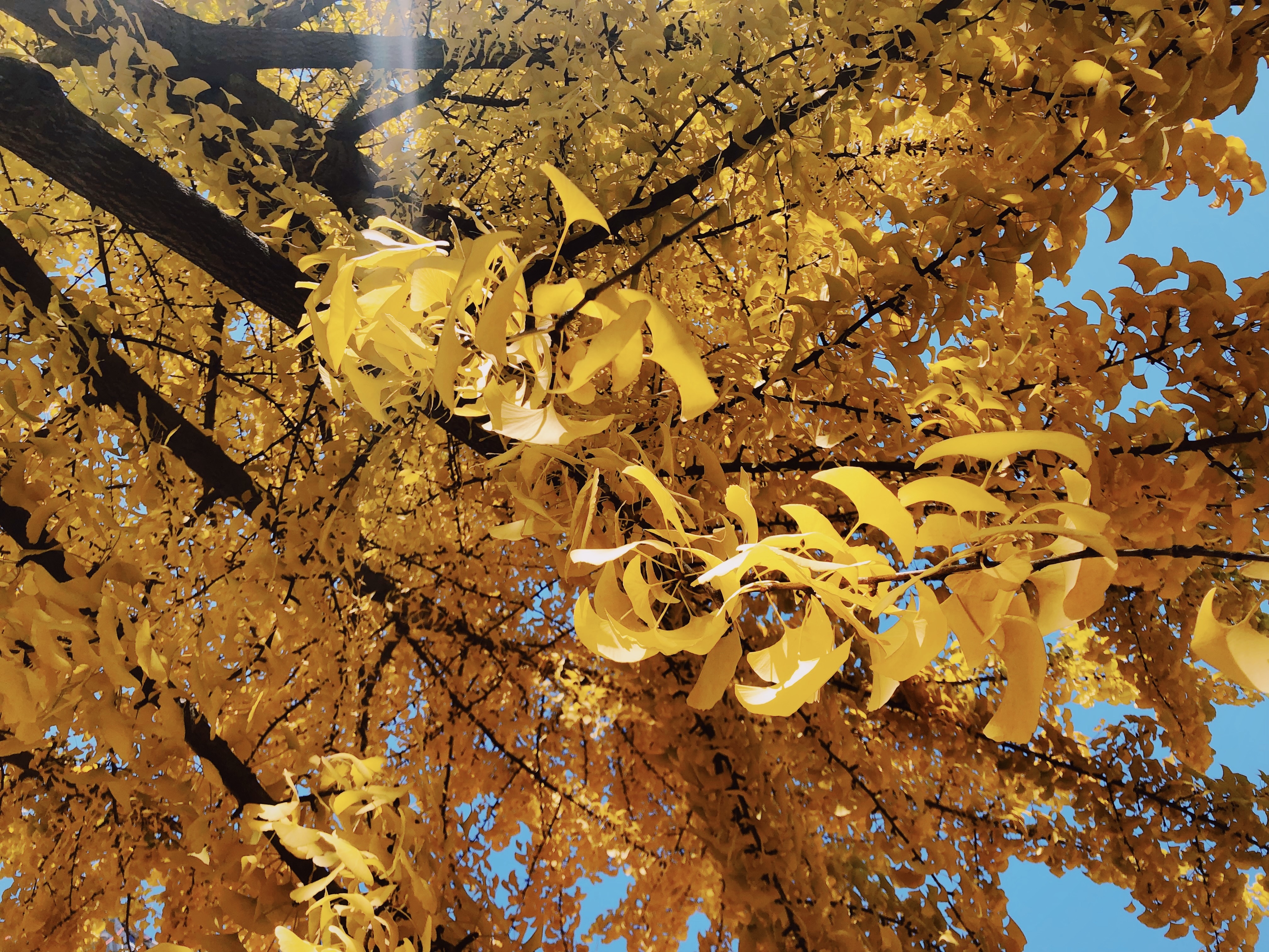 Ginkgo biloba is the oldest living tree species on the planet today. 